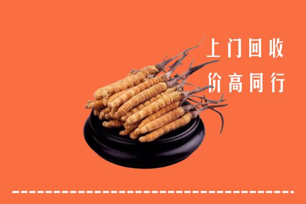 收购行情：北镇市冬虫夏草回收多少钱每克